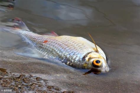 魚死掉怎麼辦